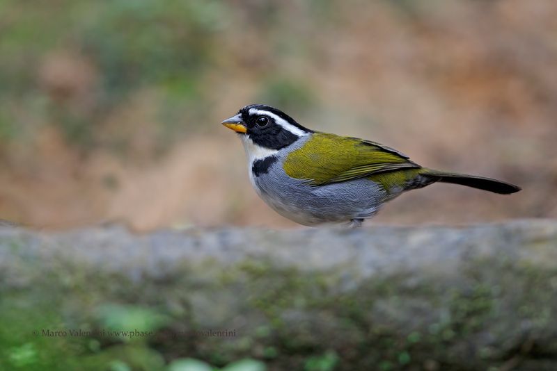 Half-collared Sparrow - Arremon semitorquatus