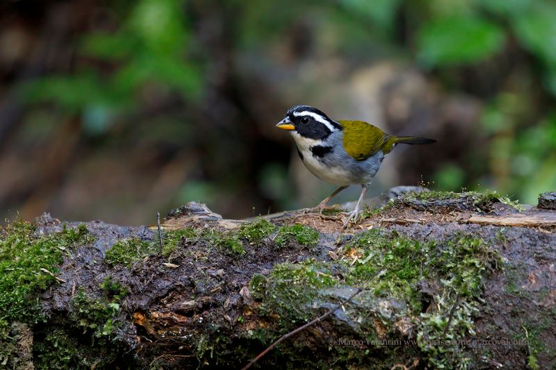 Half-collared Sparrow - Arremon semitorquatus