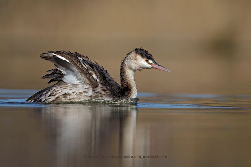 Great-crested greebe - Podiceps cristatus