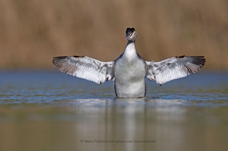 Great-crested greebe - Podiceps cristatus