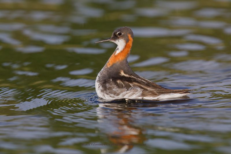 Red-necked Phalarope - Phalaropus lobatus