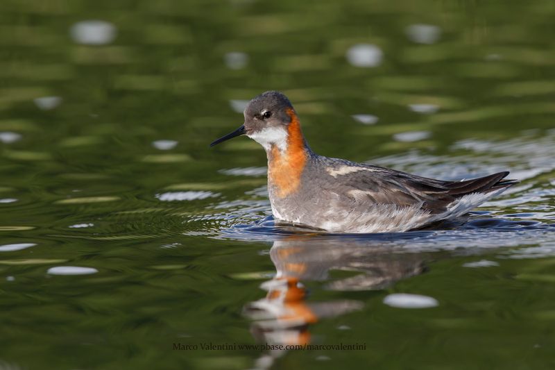 Red-necked Phalarope - Phalaropus lobatus
