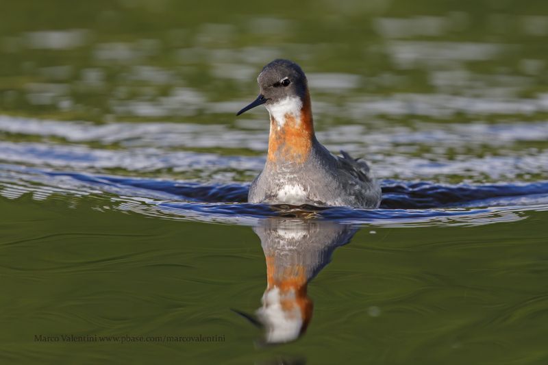 Red-necked Phalarope - Phalaropus lobatus