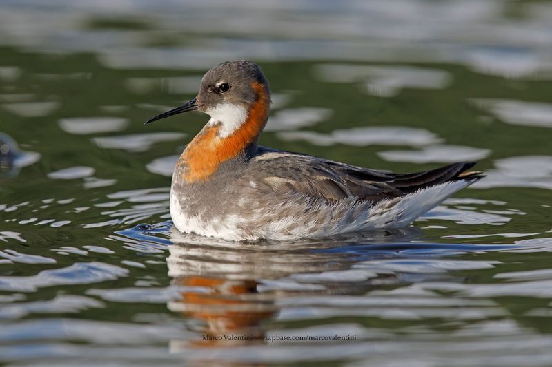Red-necked Phalarope - Phalaropus lobatus