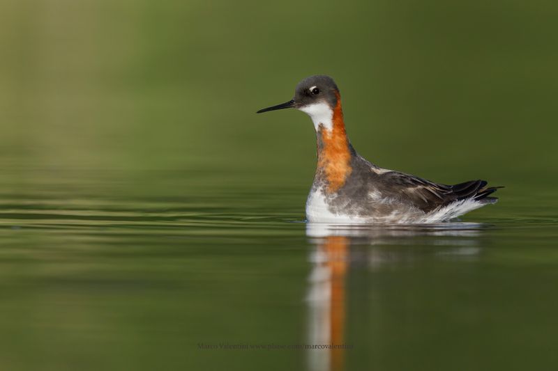 Red-necked Phalarope - Phalaropus lobatus