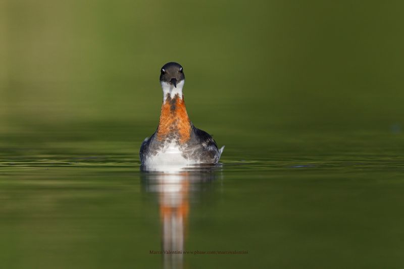 Red-necked Phalarope - Phalaropus lobatus