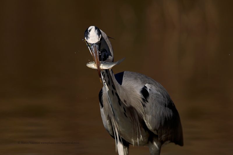 Grey heron - Ardea cinerea