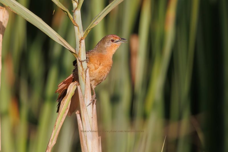 Orange-brested Thornbird - Phacellodomus ferrugineigula