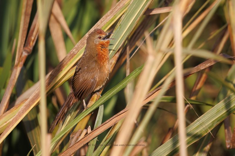 Orange-brested Thornbird - Phacellodomus ferrugineigula