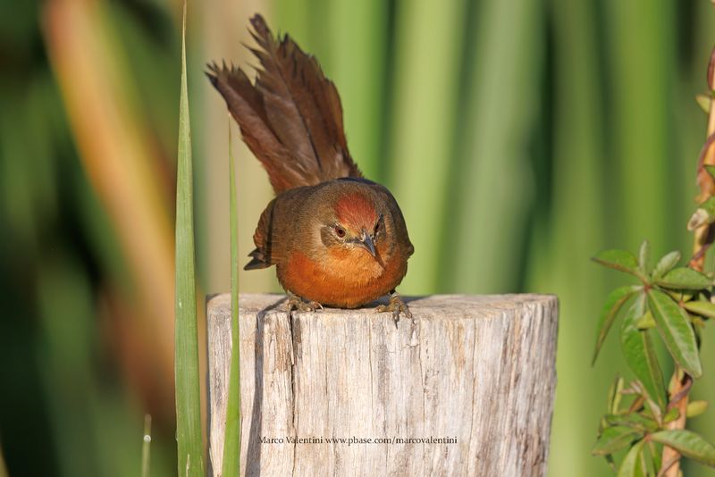 Orange-brested Thornbird - Phacellodomus ferrugineigula