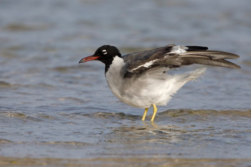 White-eyed Gull - Larus leucophtalmus