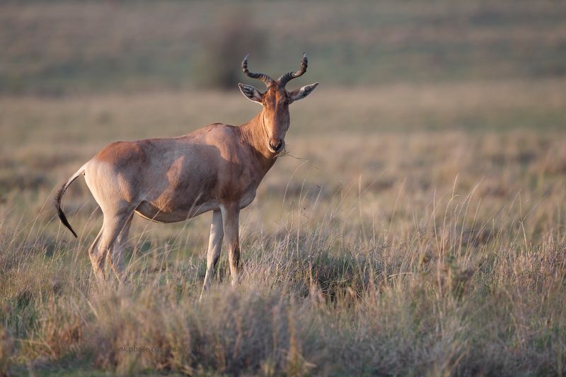 Cokes Hartebeest - Alcelaphus cokii