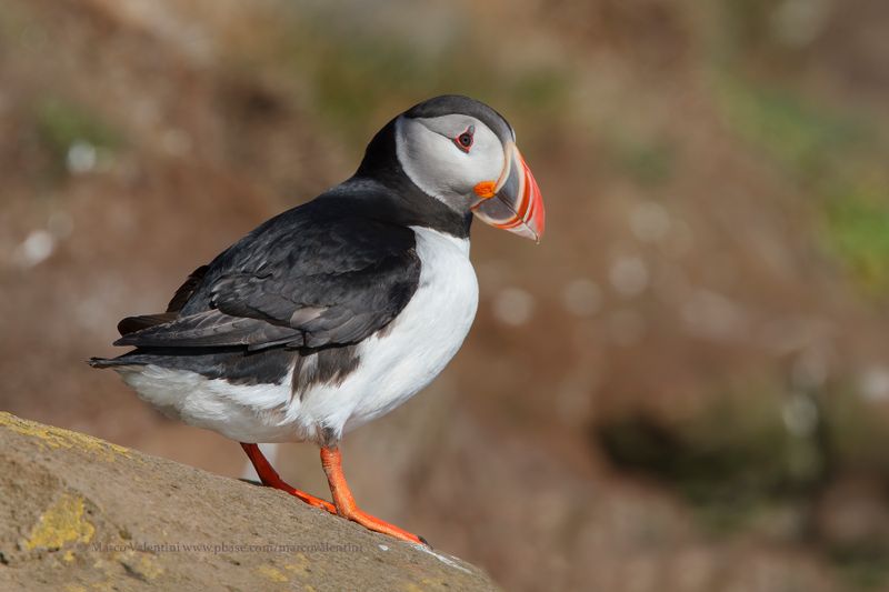 Atlantic puffin - Fratercula arctica