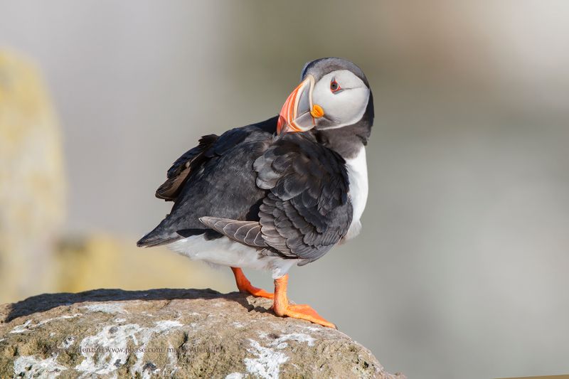 Atlantic puffin - Fratercula arctica