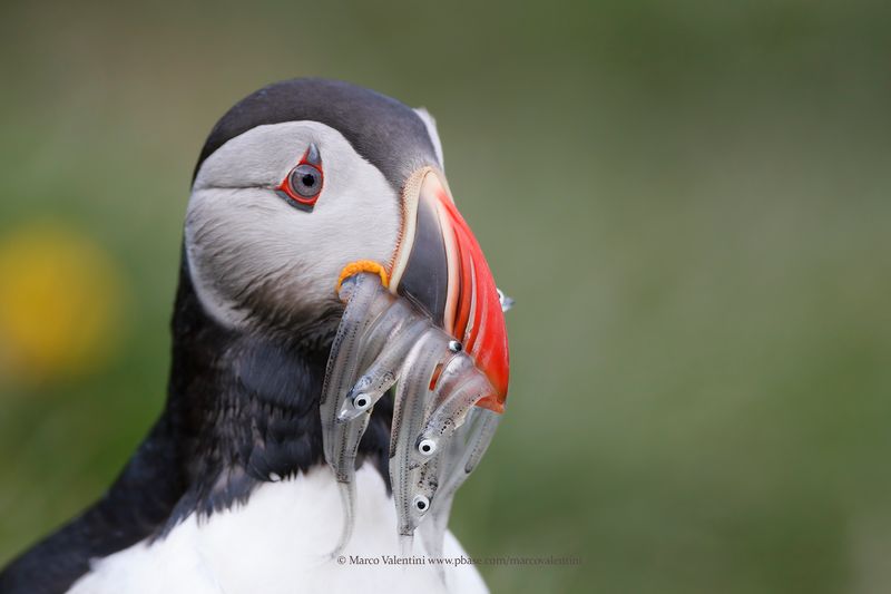 Atlantic puffin - Fratercula arctica