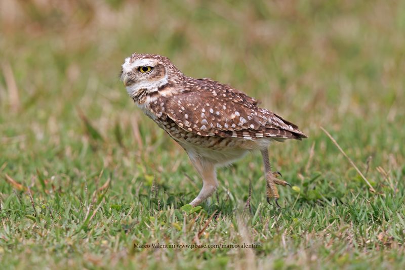 Burrowing owl - Athene cunicularia