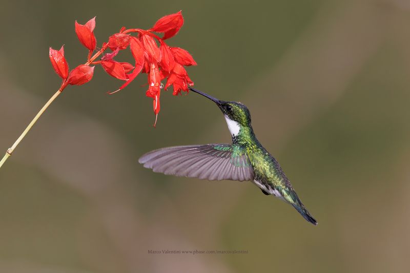 White-throated Hummingbird - Leucochloris albicollis