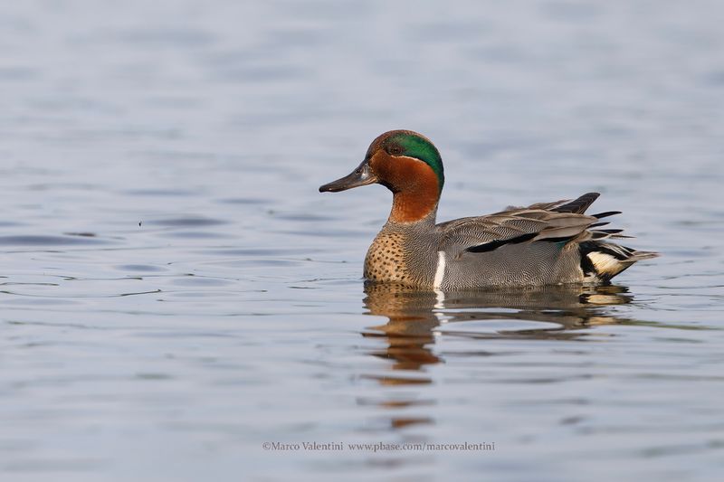 Green-winged teal - Anas carolinensis