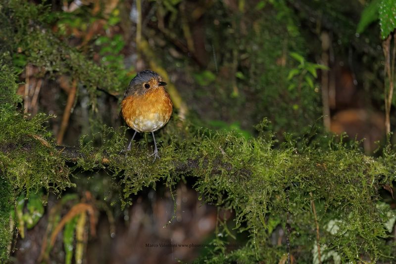 Slate-crowned Antpitta - Grallaricula nana