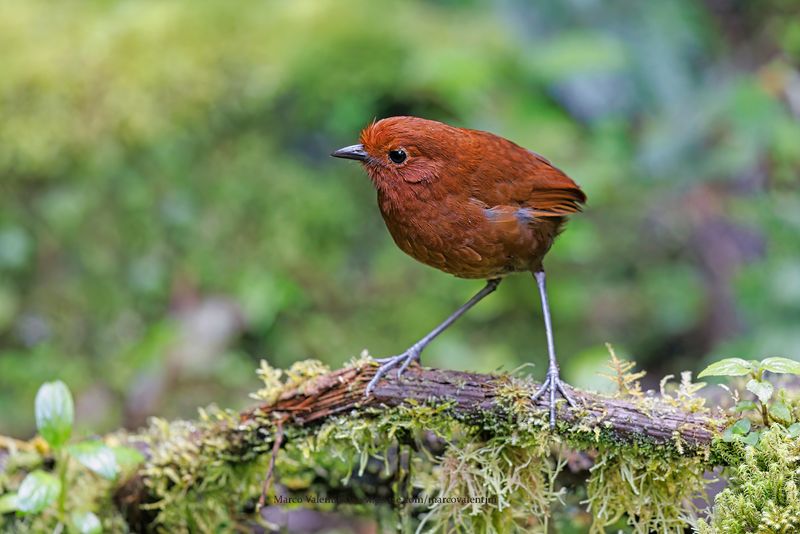 Chami Antpitta - Grallaria alvarezi