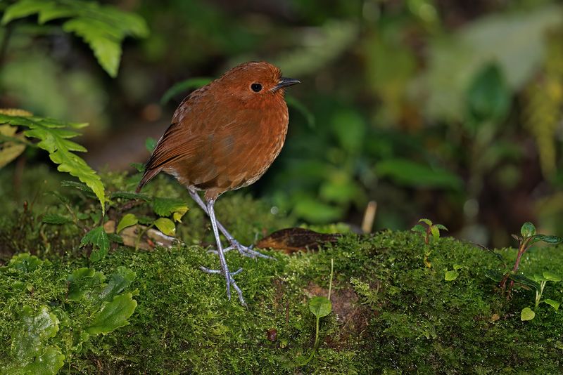 Chami Antpitta - Grallaria alvarezi