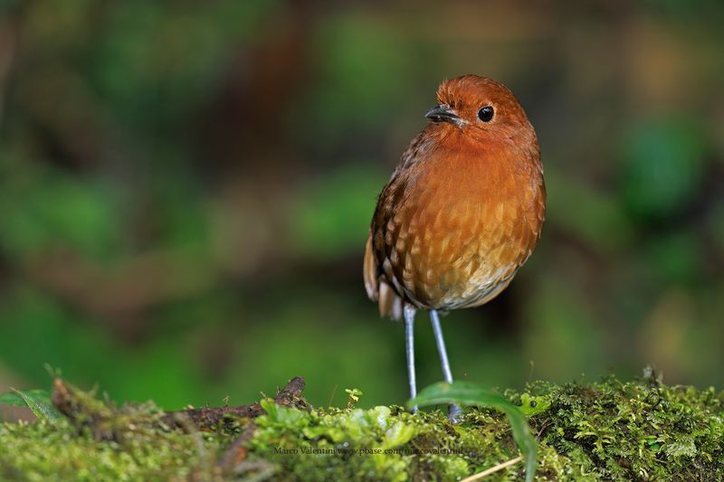 Chami Antpitta - Grallaria alvarezi