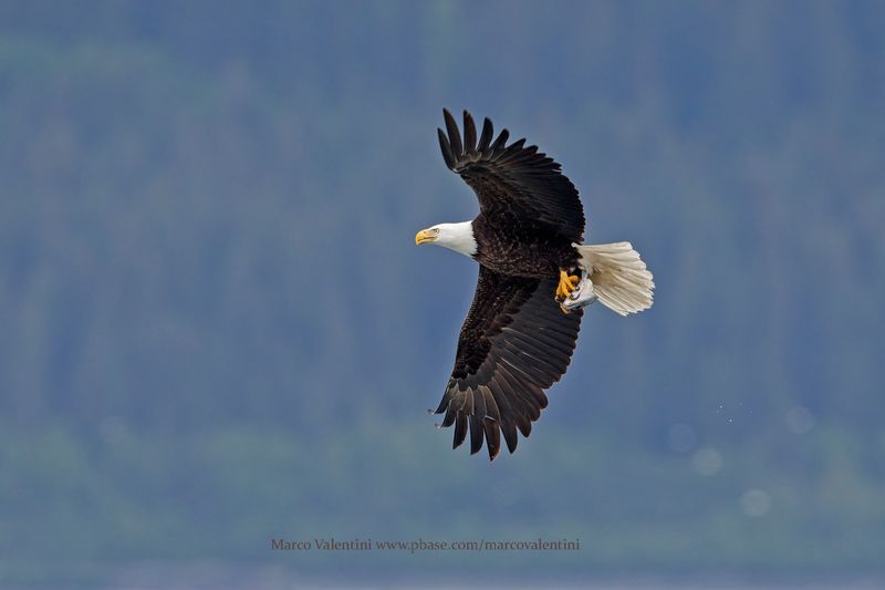 Bald eagle - Haliatus leucocephalus