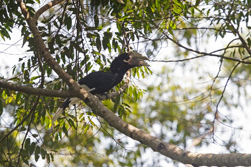 Black-and-white-casqued Hornbill - Bycanistes subcylindricus