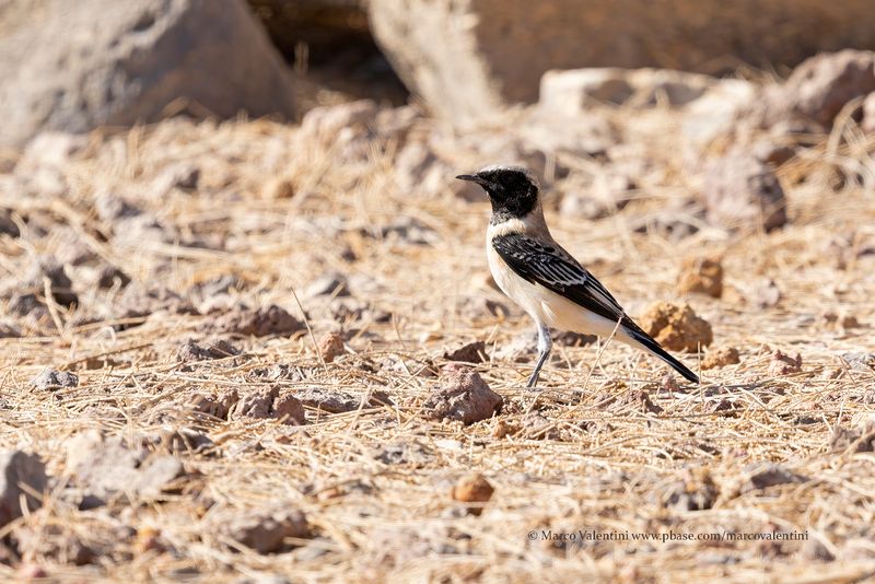 Eastern Black-eared Wheatear - Oenanthe melanoleuca