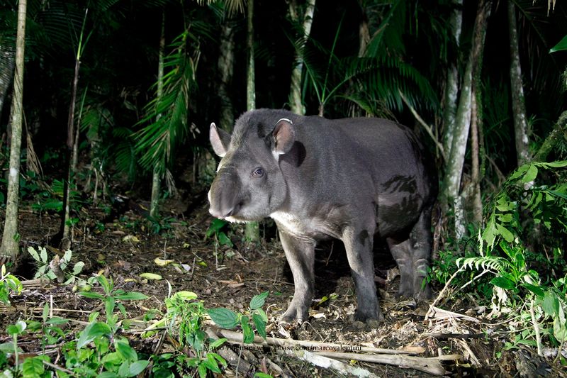 Tapir - Tapirus terrestris