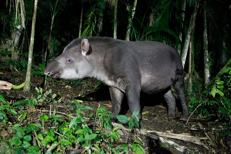 Tapir - Tapirus terrestris