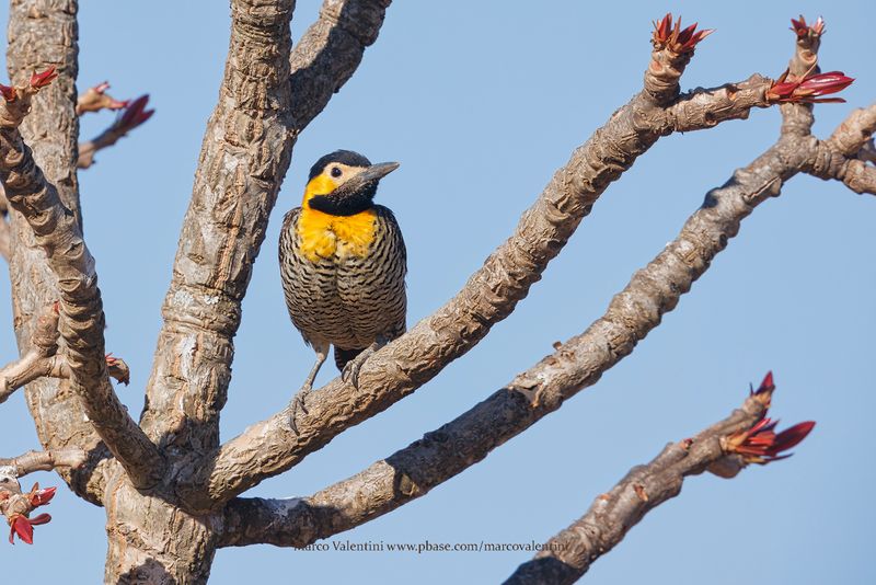 Campo flicker - Colaptes campestris
