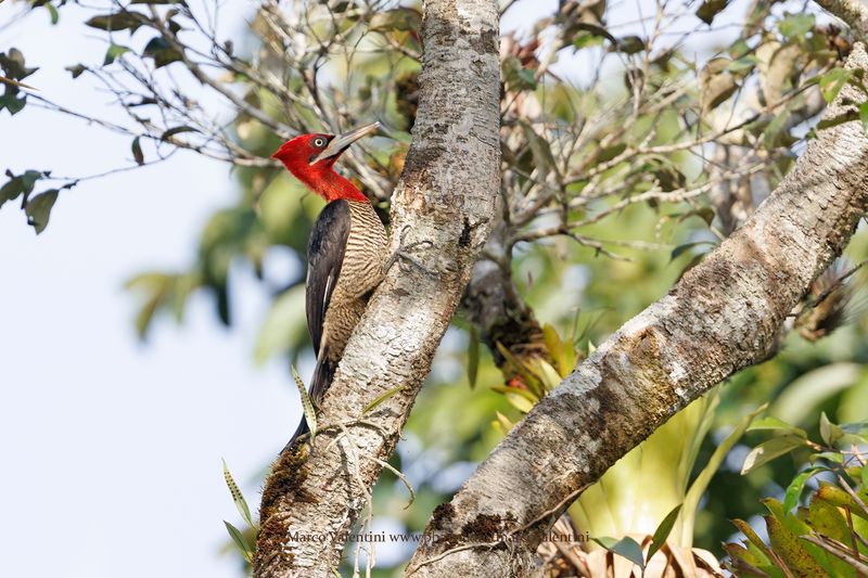 Robust Woodpecker - Campephilus robustus