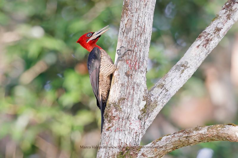 Robust Woodpecker - Campephilus robustus