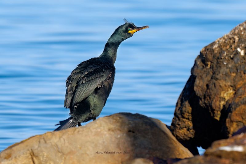 European Shag - Phalacrocorax aristotelis