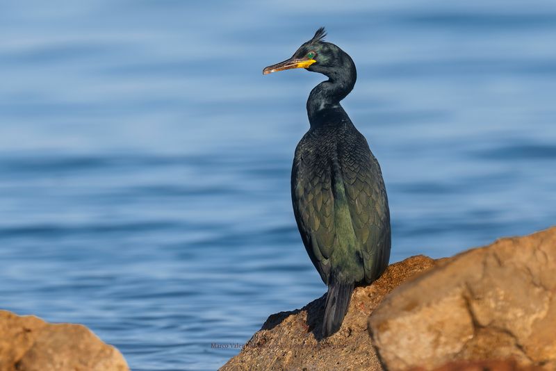 European Shag - Phalacrocorax aristotelis