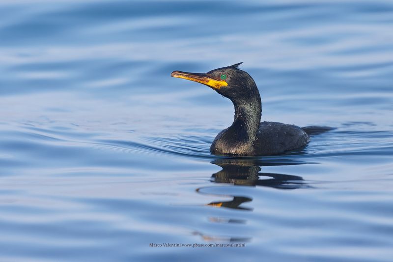 European Shag - Phalacrocorax aristotelis