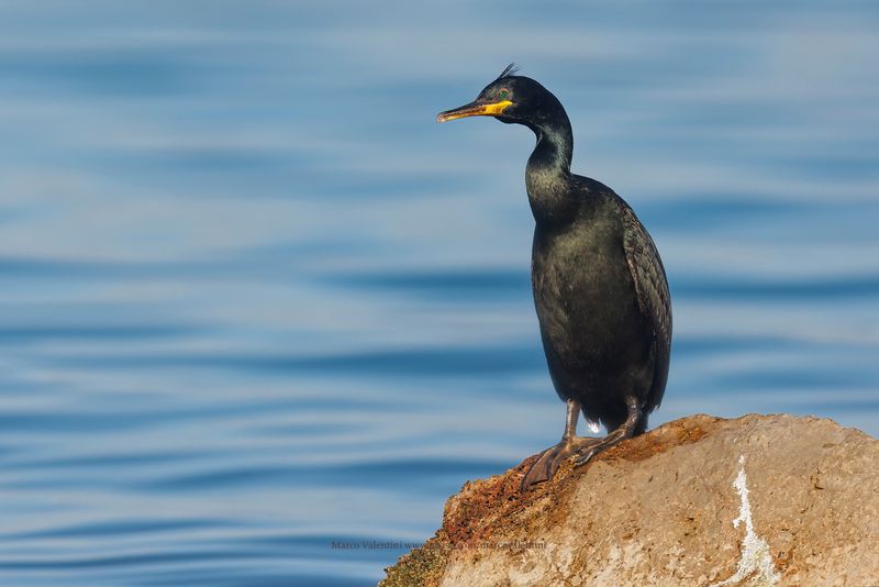 European Shag - Phalacrocorax aristotelis