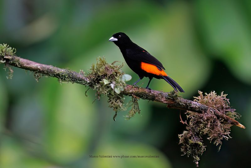 Flame-rumped Tanager - Ramphocelus flammigerus