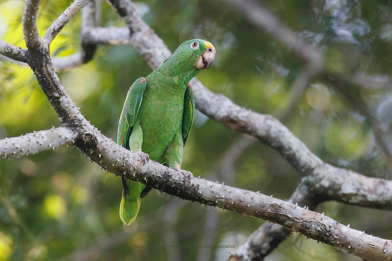 Yellow-crowned parrot - Amazona ochrocephala
