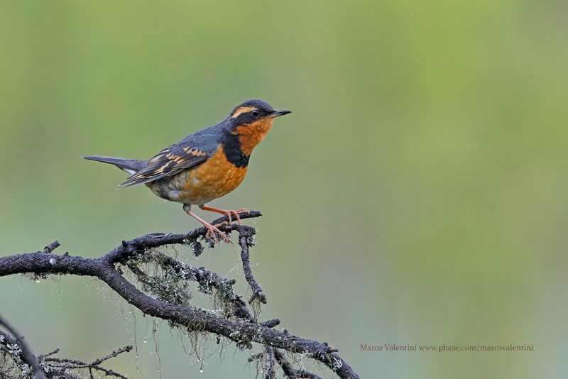 Varied Thrush - Ixoreus naevius