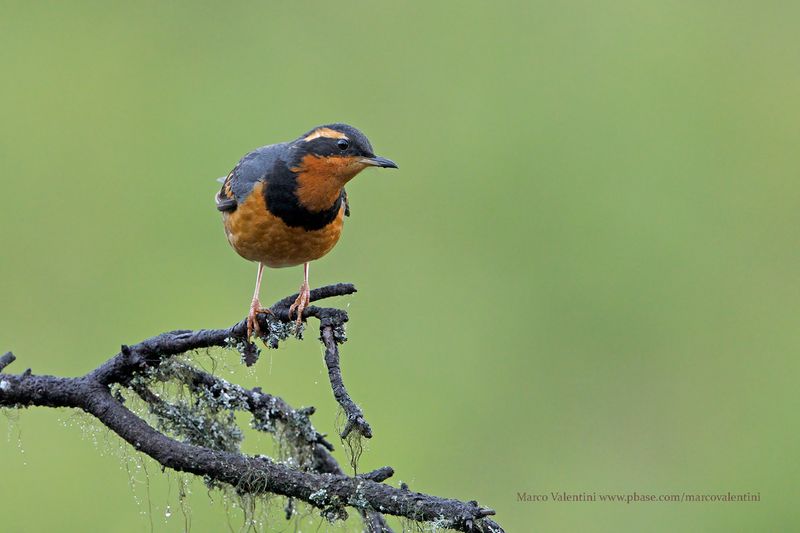 Varied Thrush - Ixoreus naevius