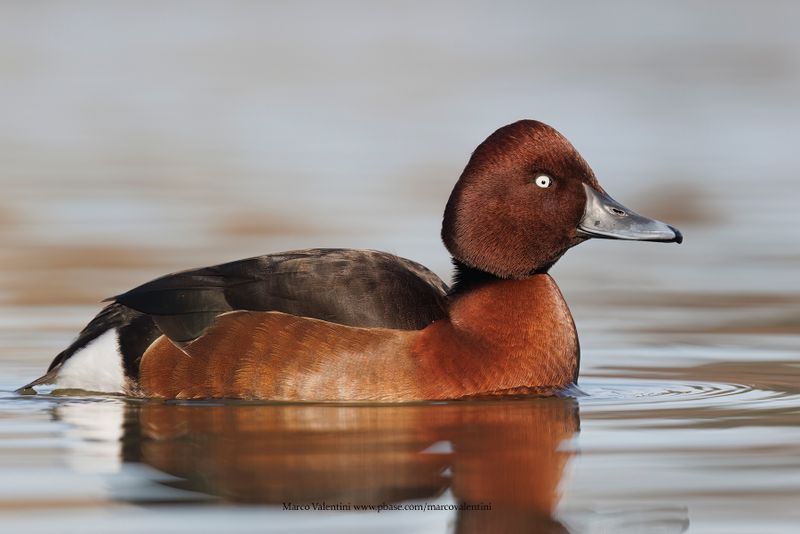 Ferruginous Duck - Aythya nyroca