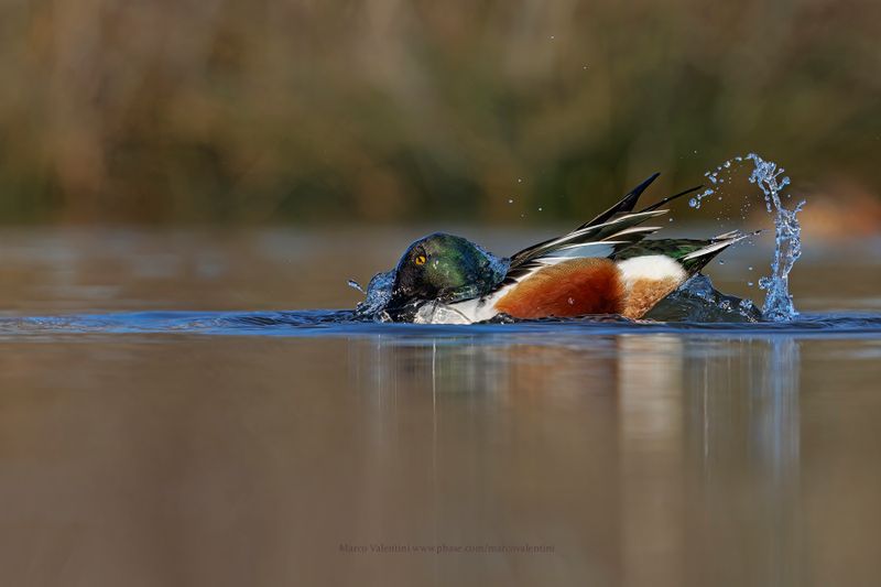 Shoveler - Anas clypeata