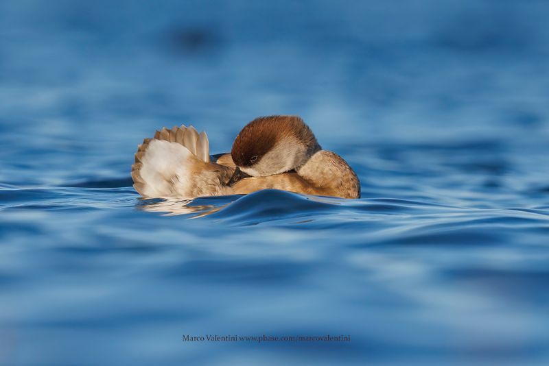 Red-crested Pochard - Netta rufina