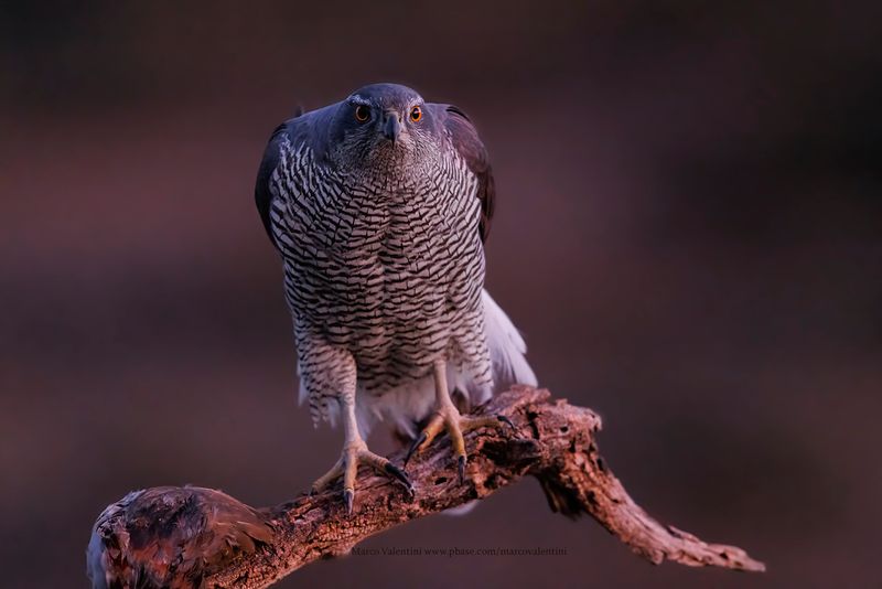 Northern Goshawk - Accipiter gentilis