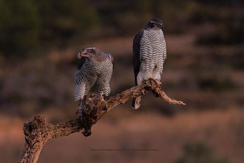 Northern Goshawk - Accipiter gentilis