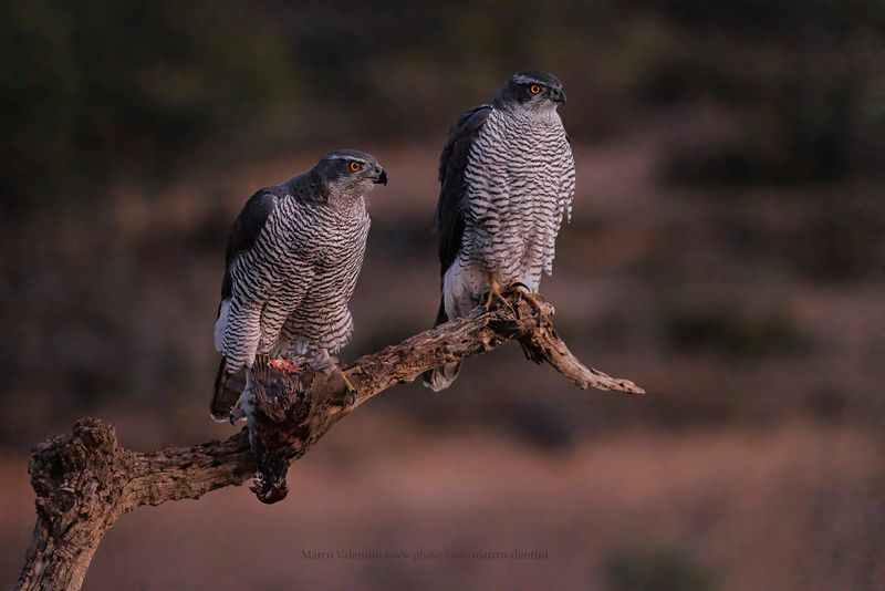 Northern Goshawk - Accipiter gentilis