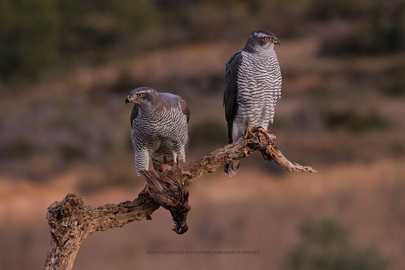 Northern Goshawk - Accipiter gentilis