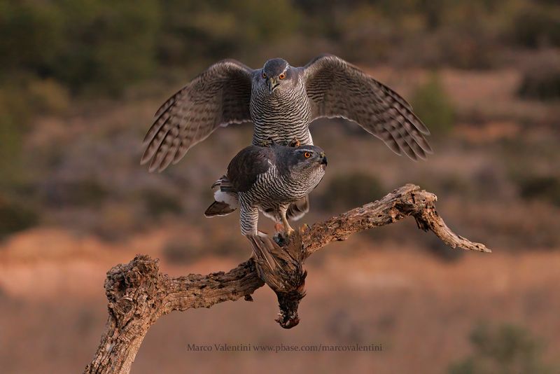 Northern Goshawk - Accipiter gentilis